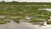 Maravilla natural de lirios brota en río en Paraguay para deleite turístico