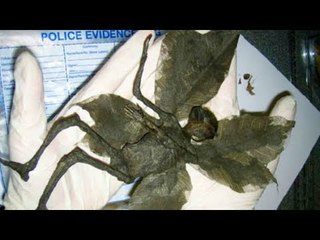 10 Biggest Hoaxes That Fooled The World