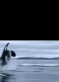 Man Films Playful Orca Breaching Near Victoria, British Columbia