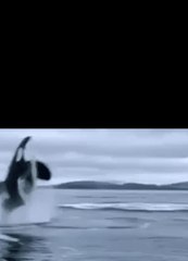 Man Films Playful Orca Breaching Near Victoria, British Columbia