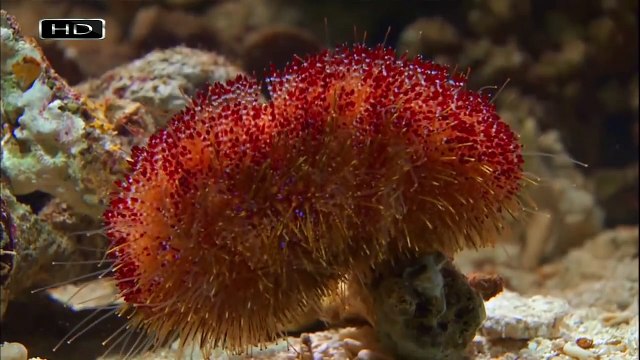 Водные ангелы или исчадия ада - Морская оса, Иглоподушечный морской ёж, Оливковая морская змея