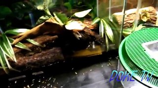 Exotic Pet Rooms Tour - May new