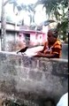 Amazing Relationship Between a Crow and an Old Woman