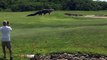 Giant Gator Walks Across Florida Golf Course | GOLF.com