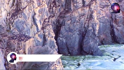 Bu Kuş Renk Değiştiriyor