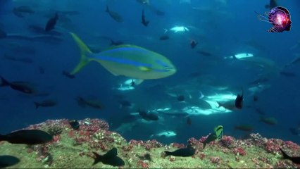 Asırlardır Gizliyorlardı Artık Herkes Öğrendi