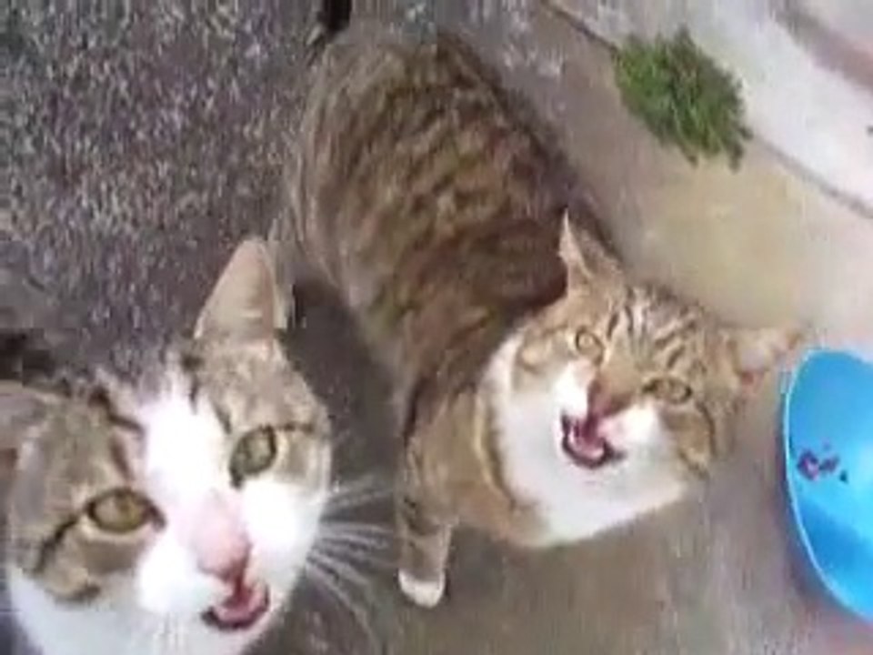 Where's My Food_ video Dailymotion