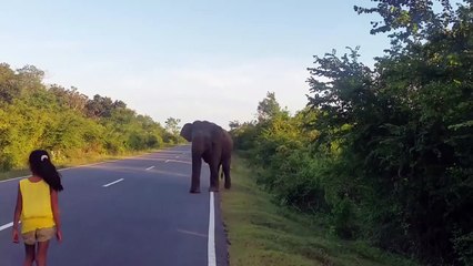 Elle est capable de dresser des elephants
