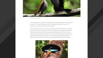 ‘Ultra-Black’ Plumage Gives Male Birds Of Paradise A Mating Advantage