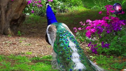 Dünyayı Siyah Beyaz Görmek Nasıl Olurdu