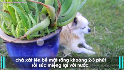 6 bí quyết không cần phải đến gặp nha sĩ mà vẫn có hàm răng trắng tinh