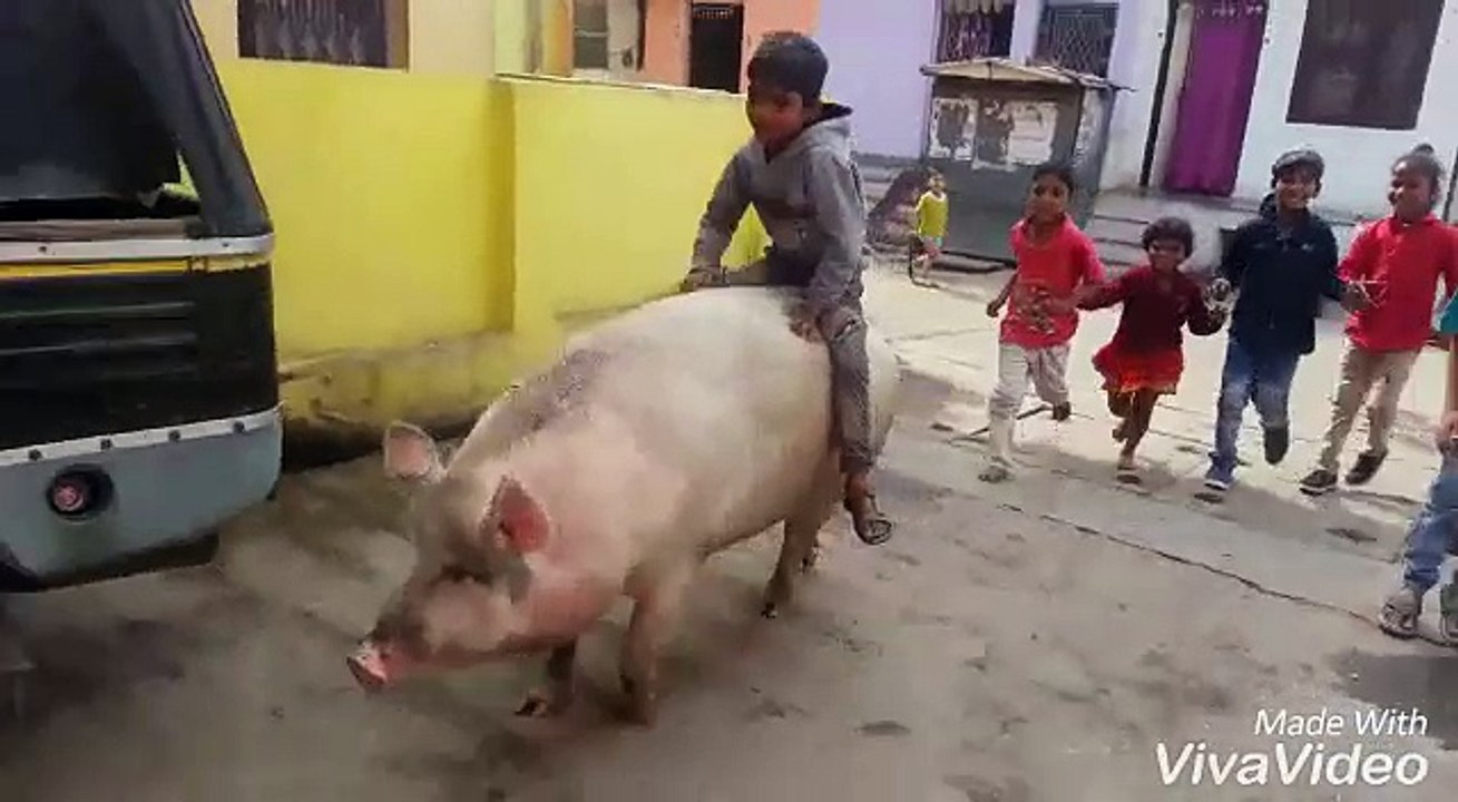 childrens fun with pig so cute