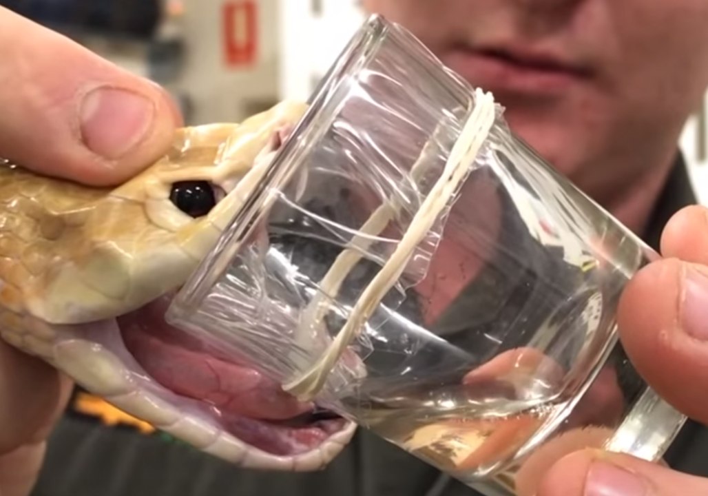Australian Reptile Park Breaks Taipan Venom Milking Record