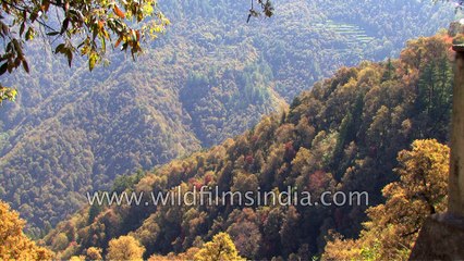 Collared Pygmy Owlet