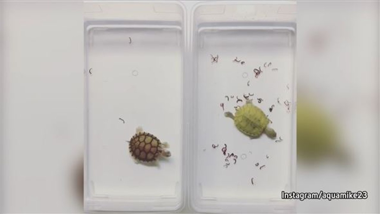 Kampf der flotten Fresser: Schildkröten im Wettbewerb