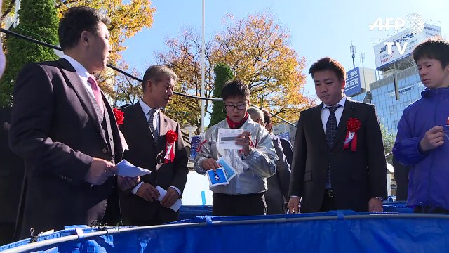 Der Zirkus um den Koi in Japan
