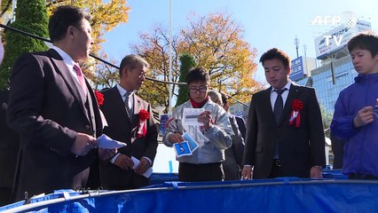 Der Zirkus um den Koi in Japan