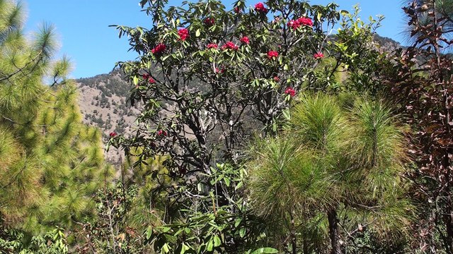 Nepali National Flower Rhododendron (Lali Gurans)