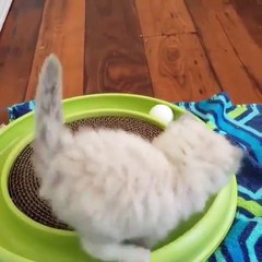 Phòng khám đa khoa Đại Đông - Cute cats #9
