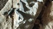 ¿Descubrió el Curiosity fósiles extraterrestres en Marte? ÚLTIMO hallazgo que intriga a los científicos en la NASA