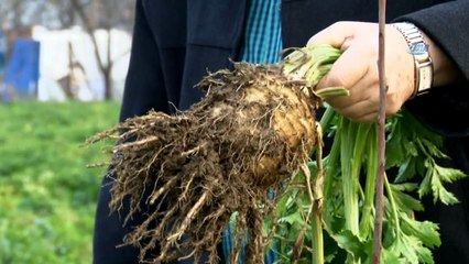 Kereviz para etmeyince tarlada kaldı