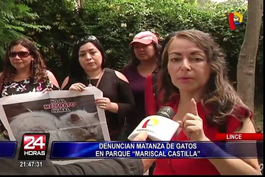 Vecinos denuncian que municipio habría ordenado matanza de gatos en Lince