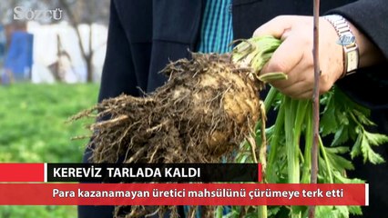 Kereviz para etmeyince tarlada kaldı