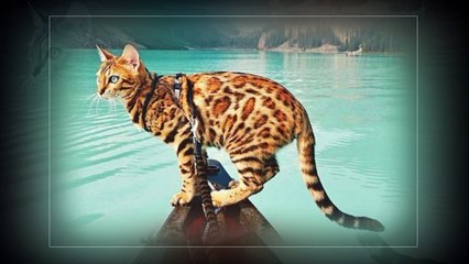 Bengal cats ! Beautiful cats !