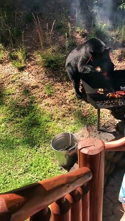 Quand un ours fait une visite imprévue à un barbecue et vole la viande !