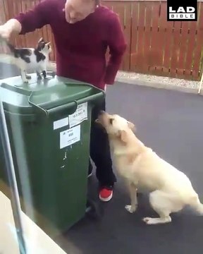 Ce pauvre chien est jaloux parce que son maitre caresse un chat