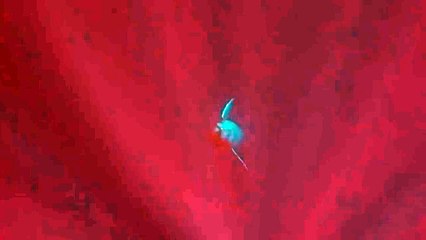 [1024x576] Una ballena salva de un tiburón a una buceadora - ELMUNDOTV