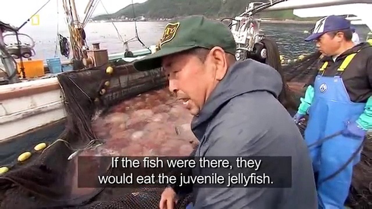 Jellyfish Invading Japan