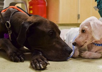 Download Video: Abandoned Dogs Are Adopted Together, Renamed Biggie and Smalls