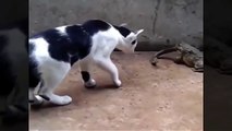 Crazy Fight between frog,snake and cat