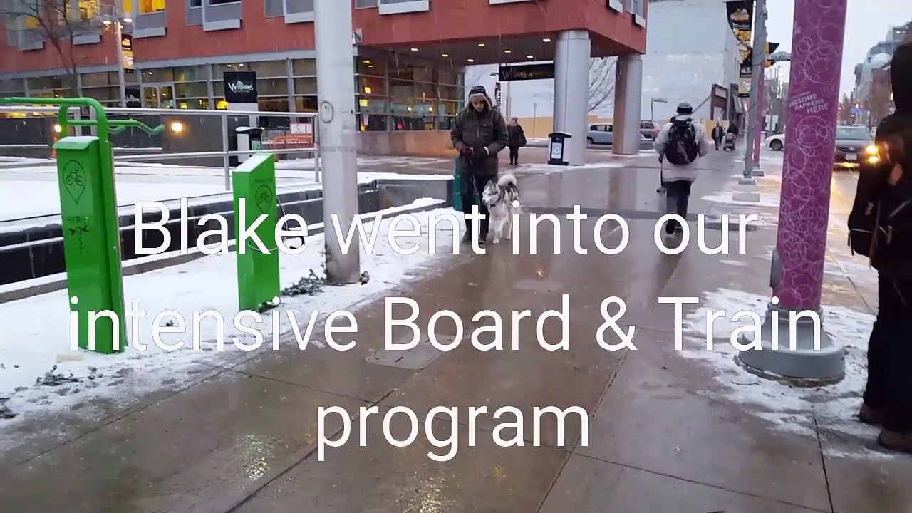 Husky Training Off Leash – Obedience Dog Training Burlington | SHIELD K9