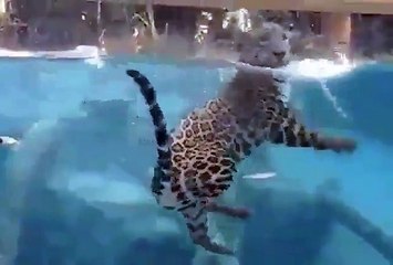 Leopard Eats Under Water