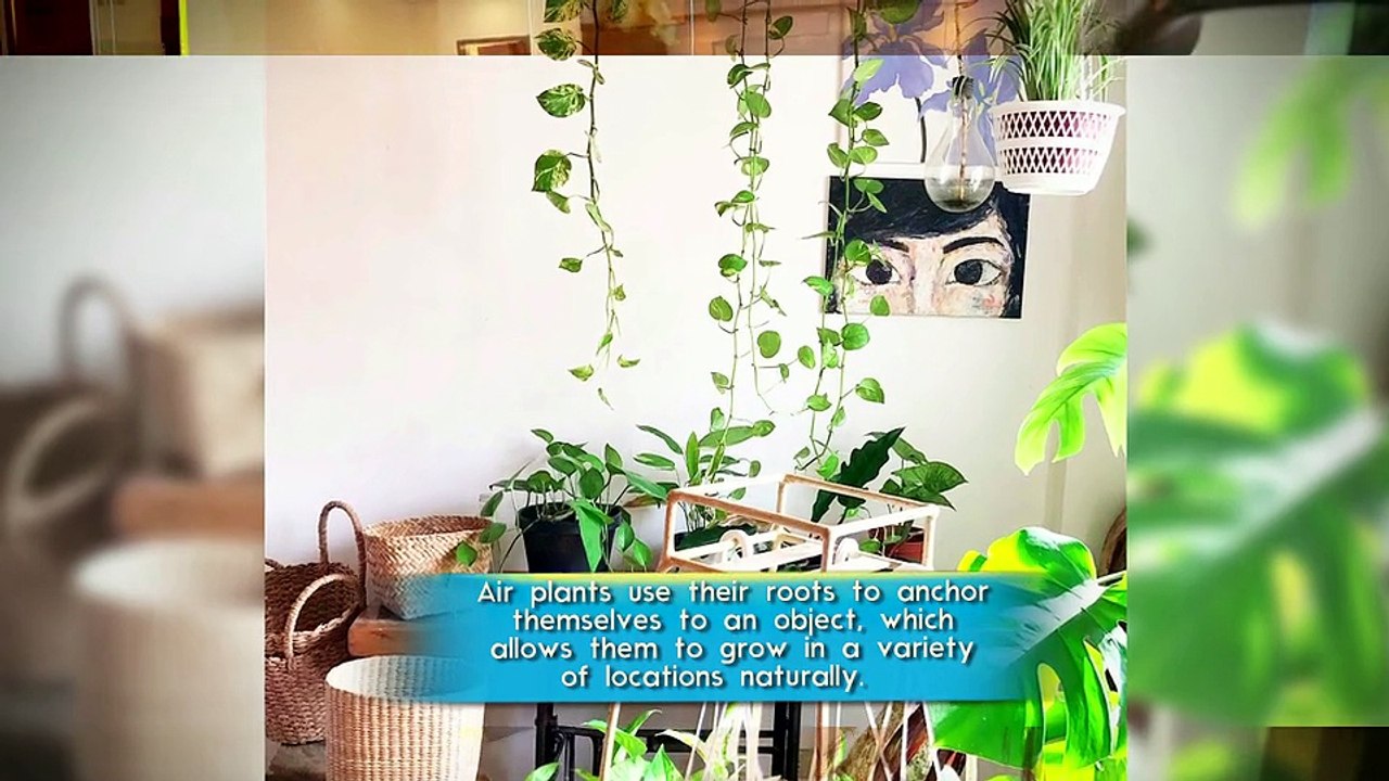 Gardening 101