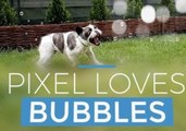 French Bulldog Jumps With Joy for Bubbles in Garden