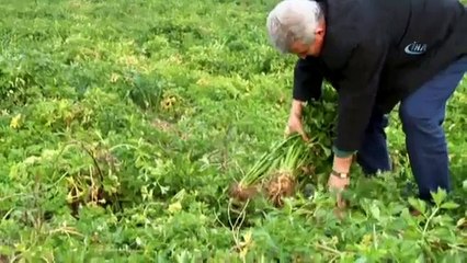 Kereviz Para Etmeyince Tarlada Kaldı