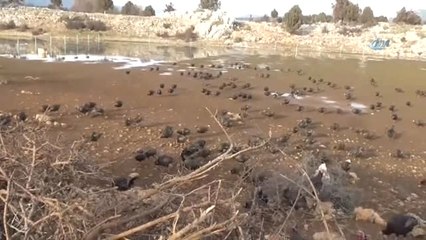 Konya'da Yılbaşından Sonra Hindi Satışı da Fiyatı da Düştü