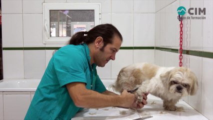 CIM Formación - Corte a tijera de pata delantera en Shih Tzu