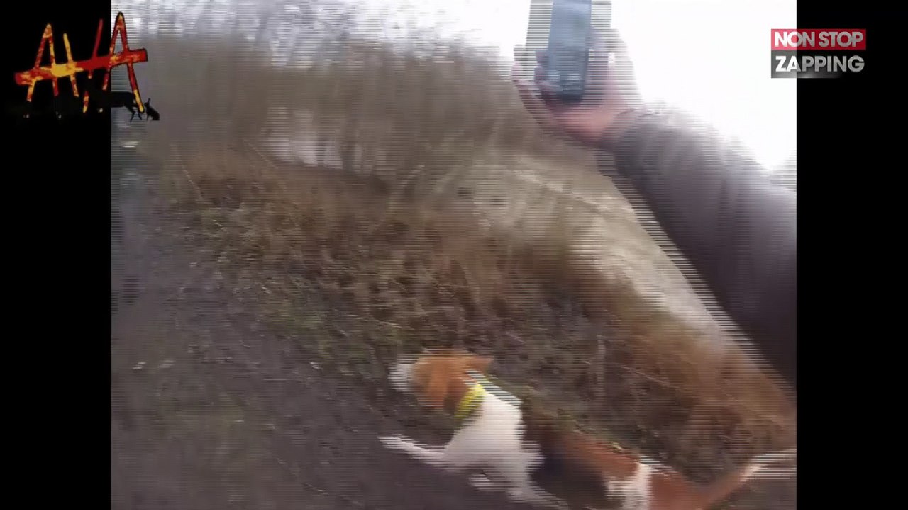 Oise : Des passants filment des chasseurs en train de noyer un cerf (Vidéo)