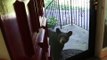 Un ours vient chercher à manger devant ta porte d'entrée ! Gros flip..