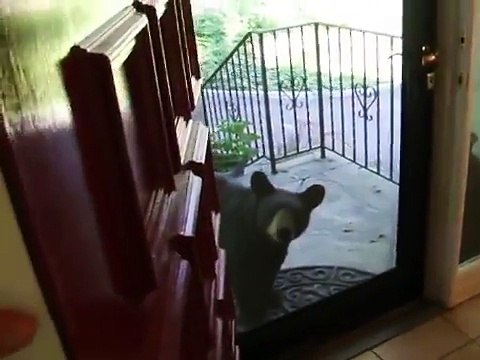 Un ours vient chercher à manger devant ta porte d'entrée ! Gros flip..
