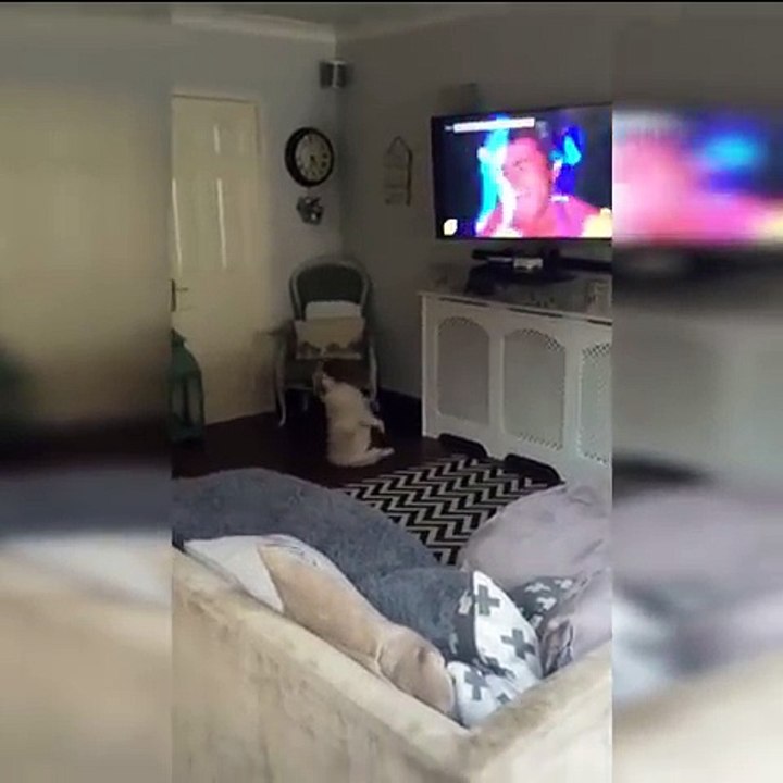 Quand ton chien kiffe la musique et danse assis par terre !