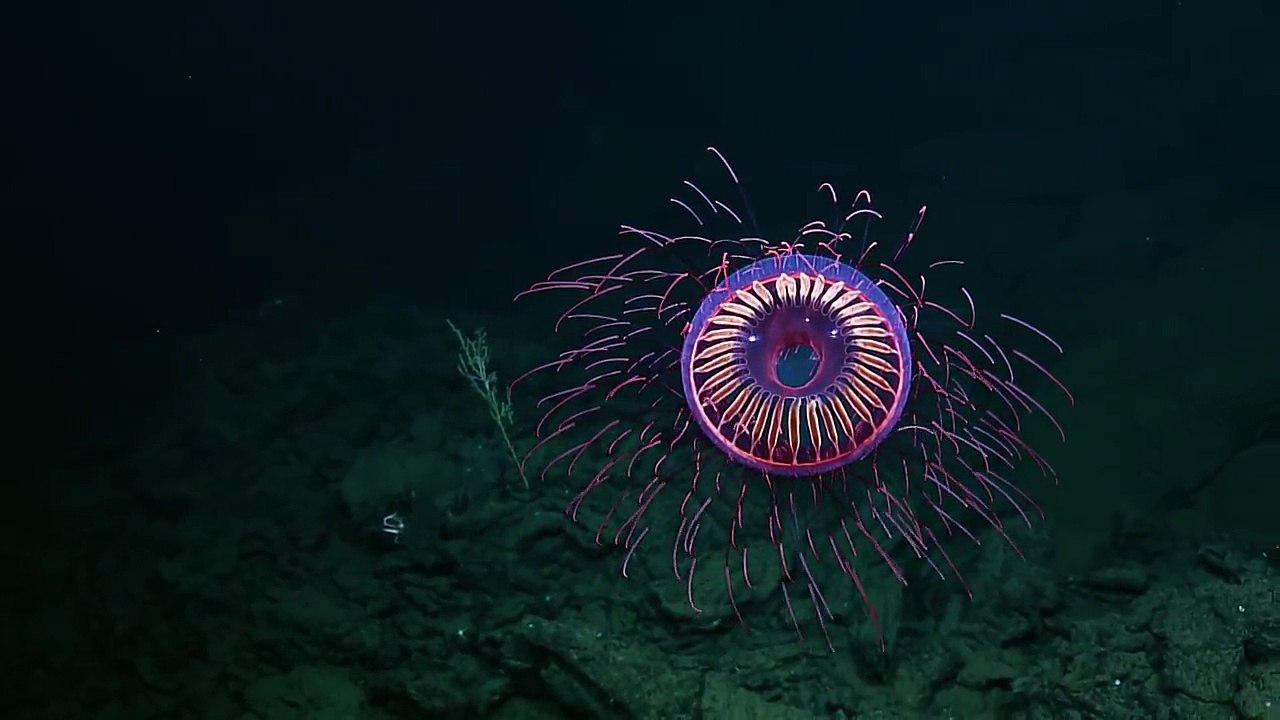 Meduse feu d'artifice