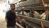 300 Tavukla Üretime Başladı, Şimdi 7 Bin Tavuğu Var