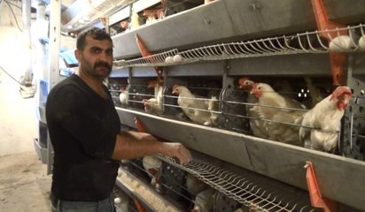 300 Tavukla Üretime Başladı, Şimdi 7 Bin Tavuğu Var