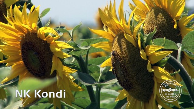 „Syngenta“ hibridi suncokreta – za ratare koji očekuju maksimalan rod
