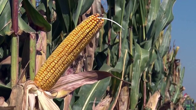 „Syngenta“ hibridi kukuruza – jer čovek ne menja ono što je dobro